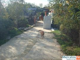 Передержка собак и кошек в Чехове 3
